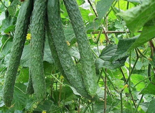 一天吃梨瓜,梨瓜的清新滋味，尽在这一天的美味旅程