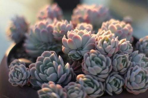 明星多肉,绿意盎然的时尚潮流