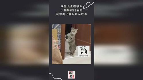 人吵架小猫吃瓜,人吵架时的小猫“围观”趣事