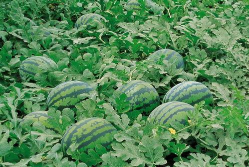 车圈吃瓜视频大全