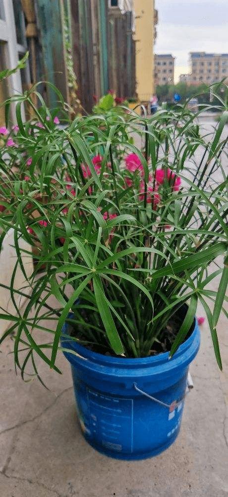 网红草绿植,绿意盎然，引领家居新风尚